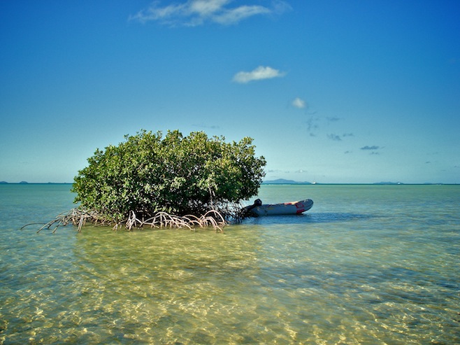BVI Mangrove